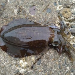 新タックルでの初釣果